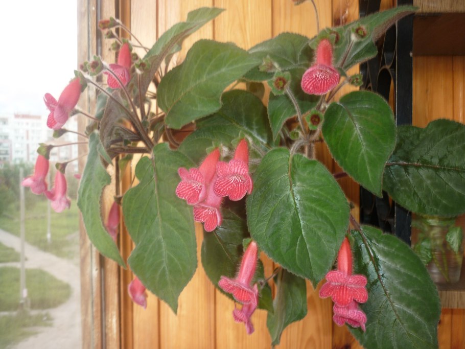 Караванская Калерия