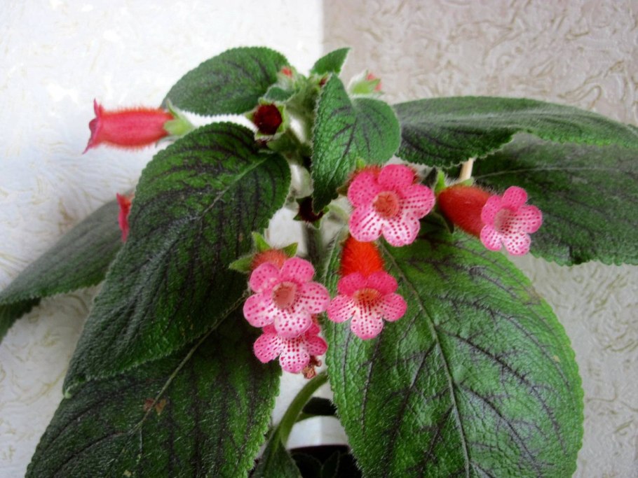 Колерия гибридная