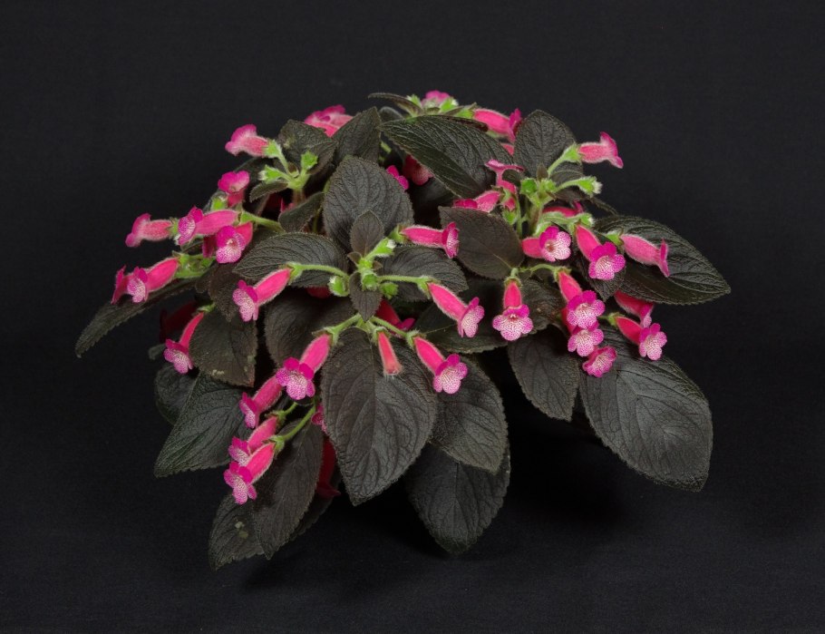 Калерия фиолетовая