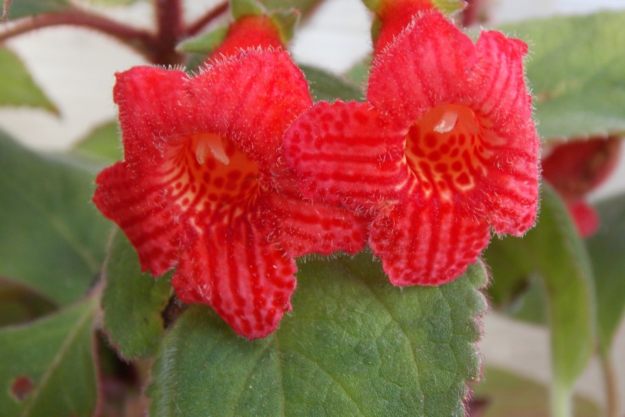 Колерия наперстянкоцветковая