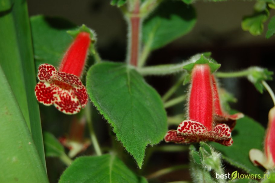 Колерия eriantha