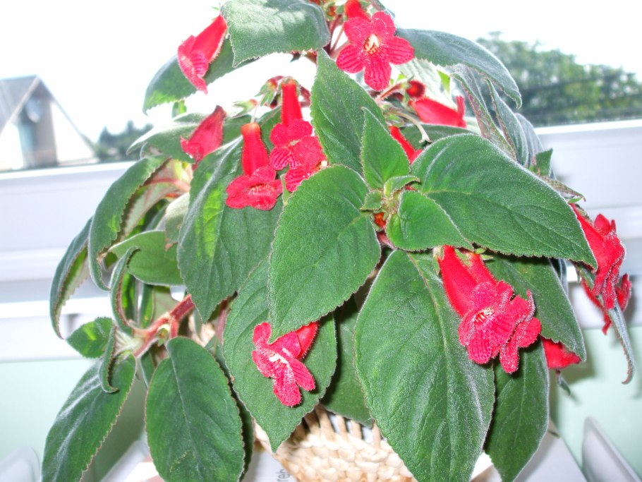 Грунт для Калерии