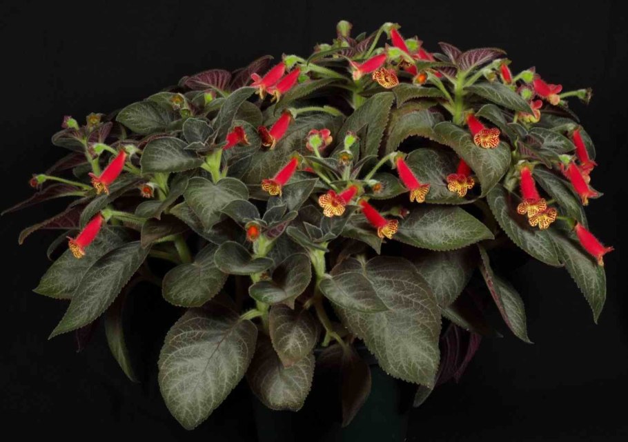 Колерия Silver Feather