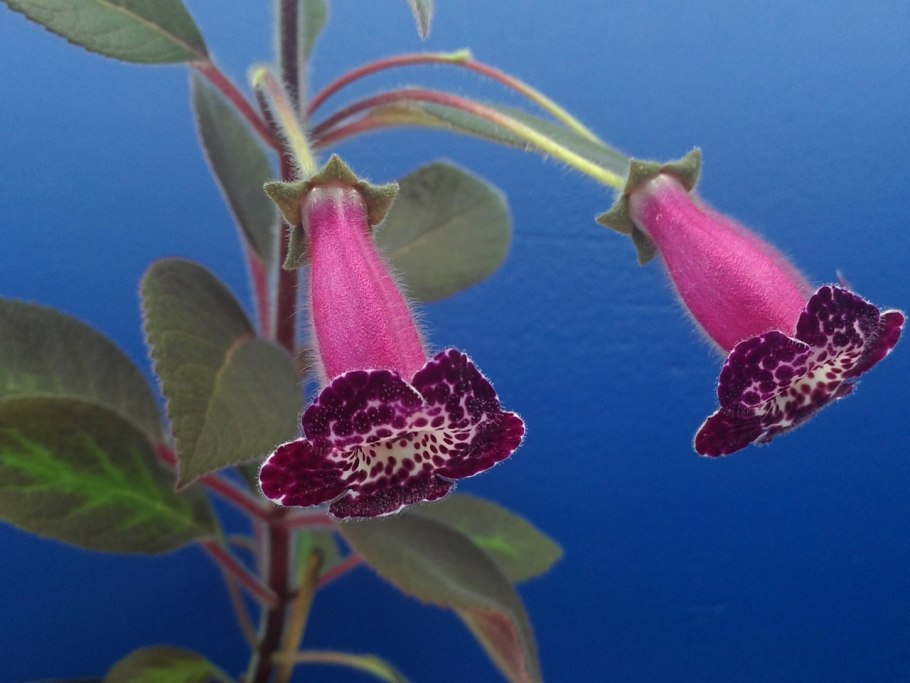 Колерия трубкоцветковая