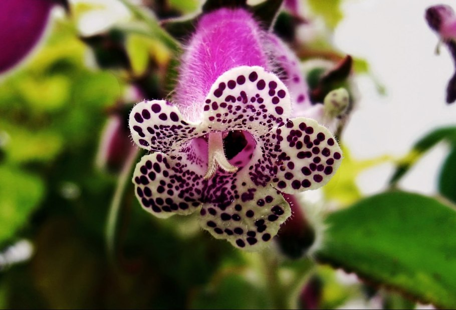 Колерия Линдена