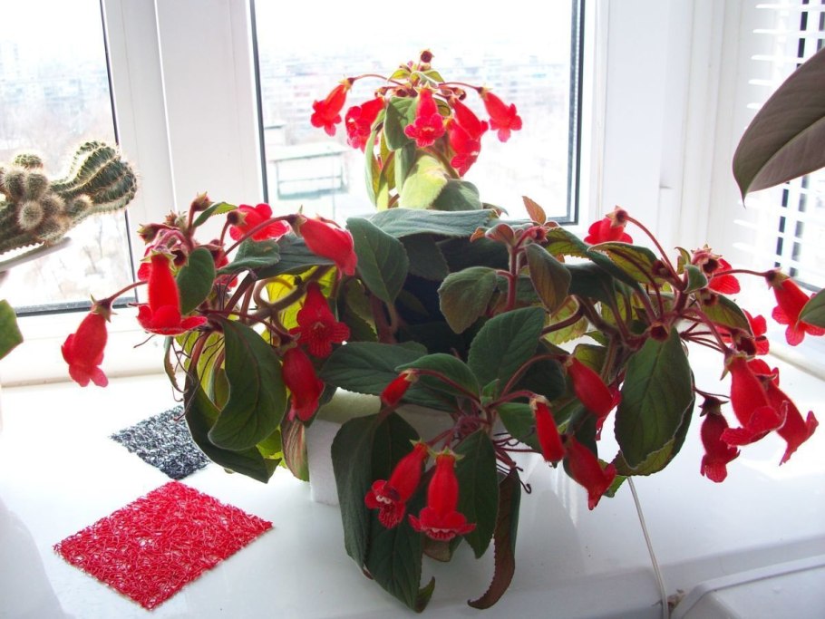 Калерия ампельная