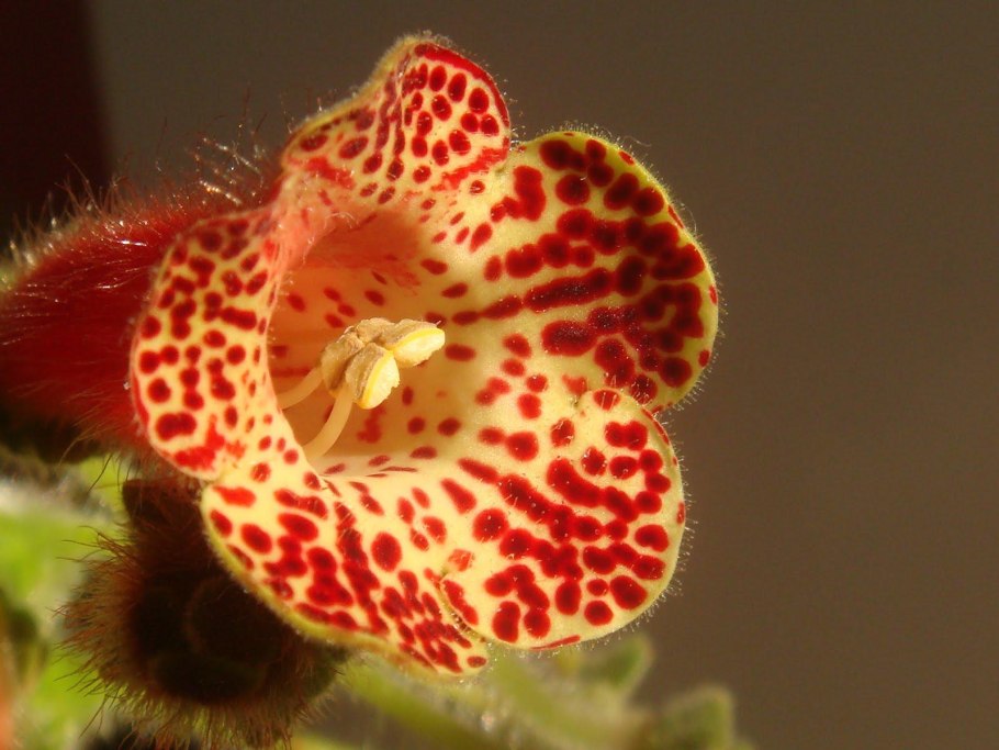 Колерия Manchu