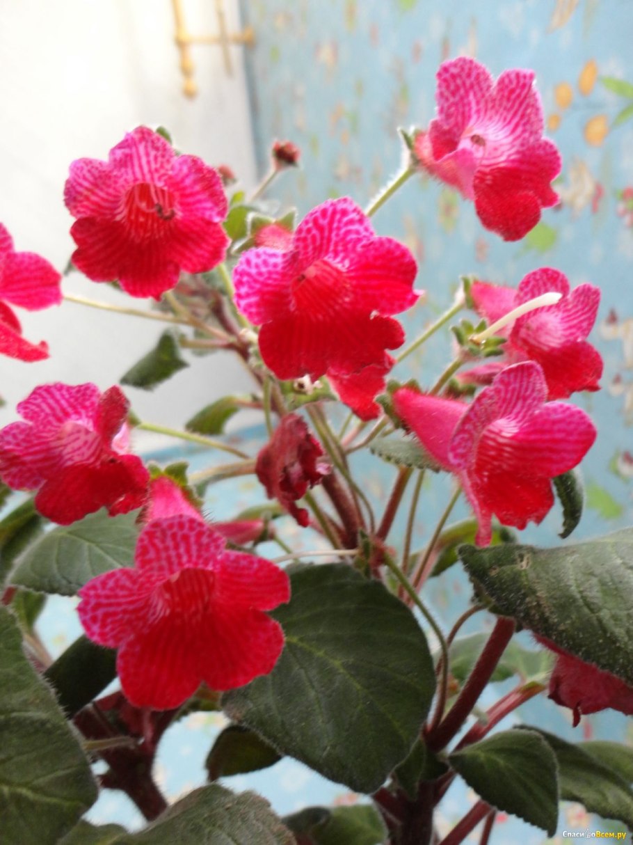 Колерия красная Цветущая