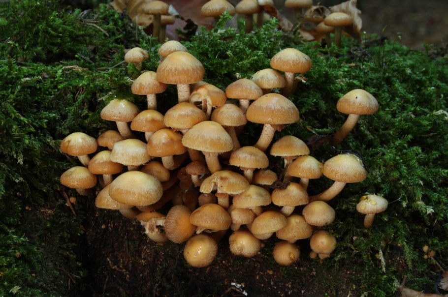 Грибы опята Московской области