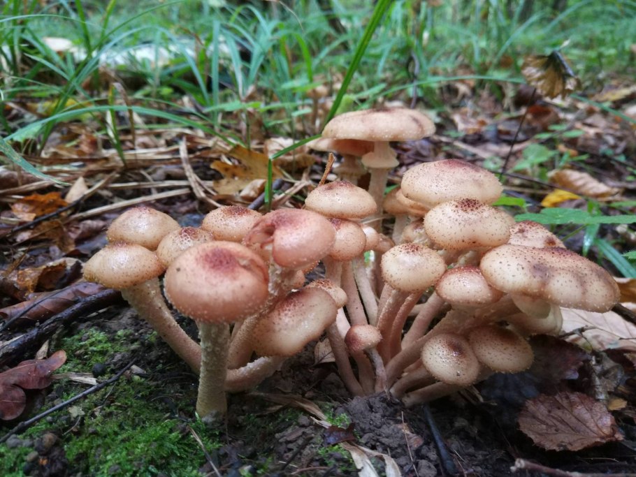 Опята луговички