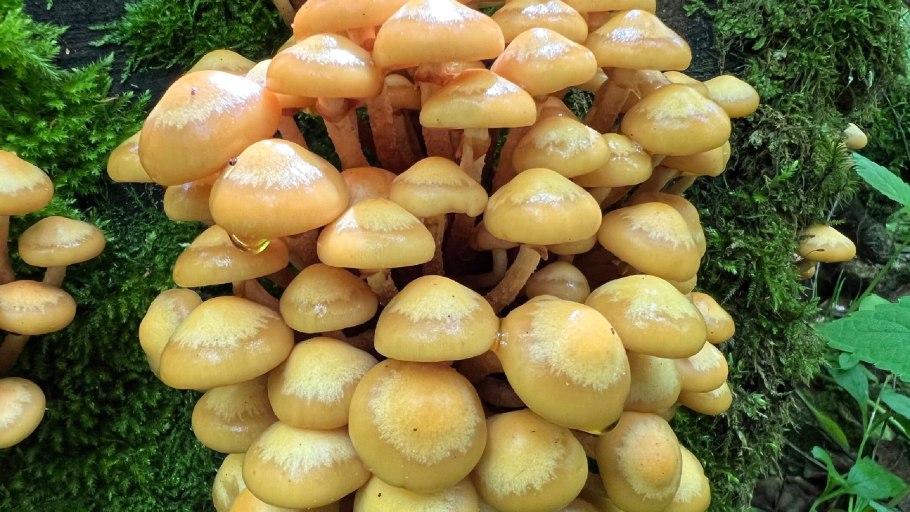 Опята осенние съедобные