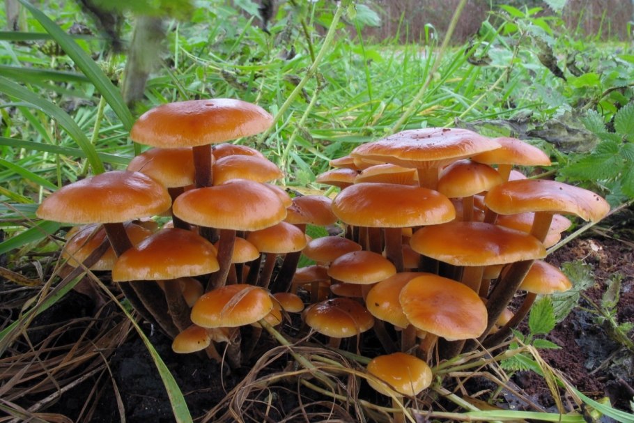 Осенние опята ложные