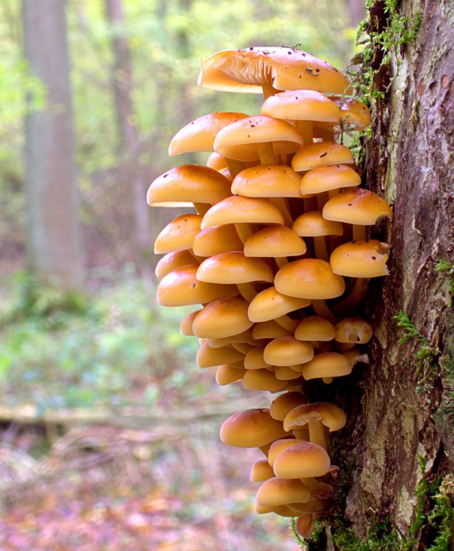 Опенок темный Armillaria ostoyae