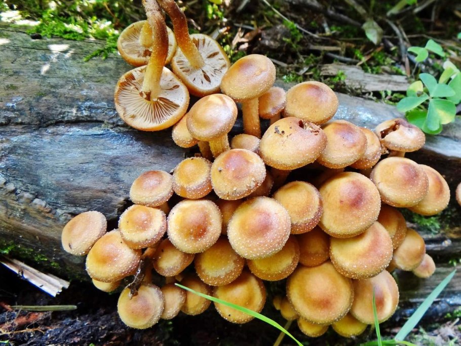 Летний опенок Kuehneromyces mutabilis