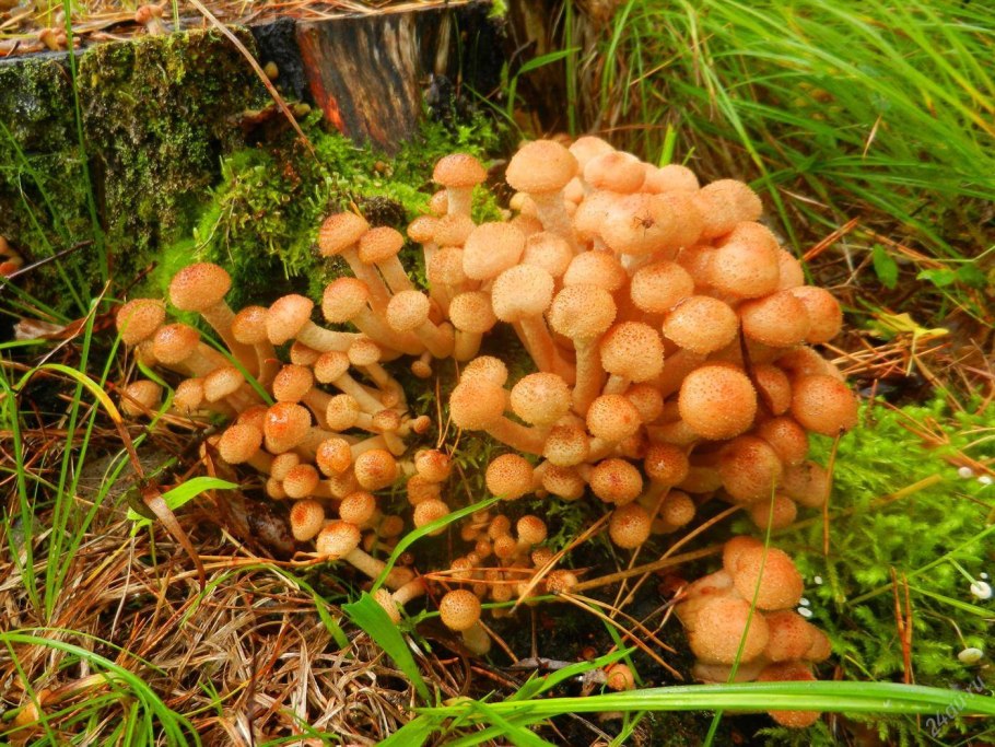 Опенок серопластинчатый Hypholoma