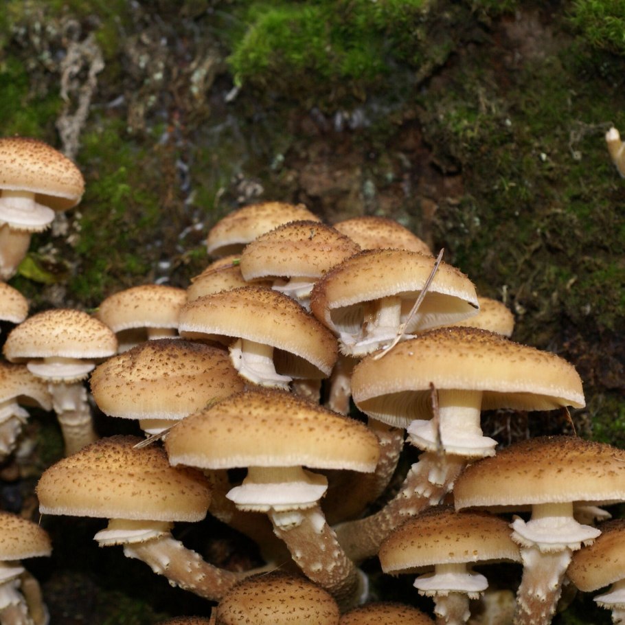 Появились ли грибы опята в Подмосковье 2022г