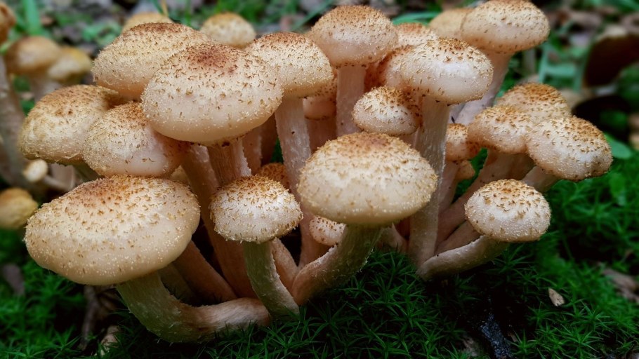 1. Armillaria mellea – опенок осенний
