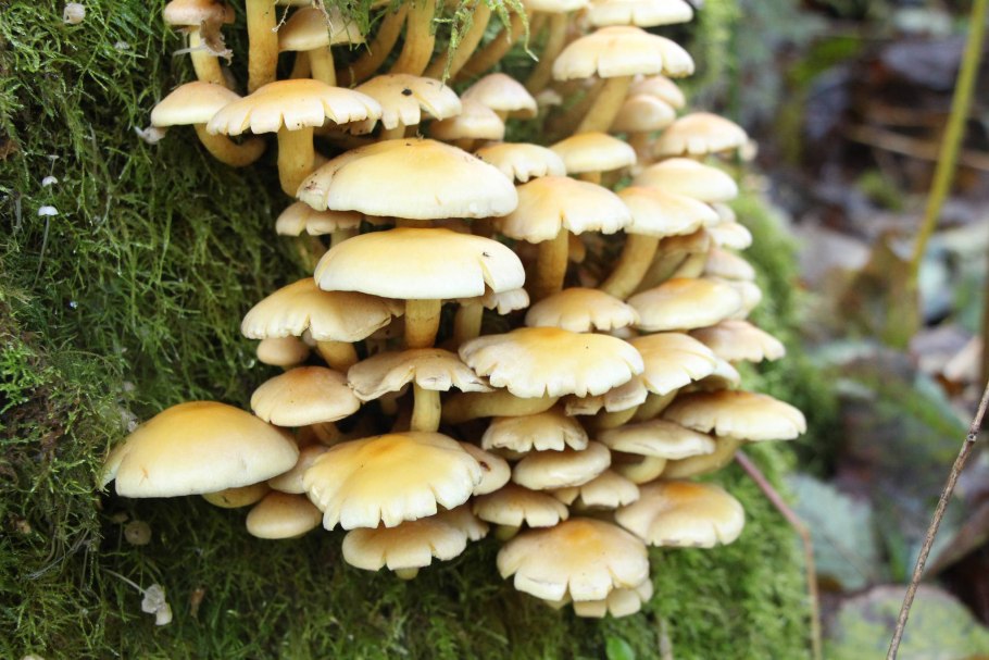 Летний опенок Kuehneromyces mutabilis