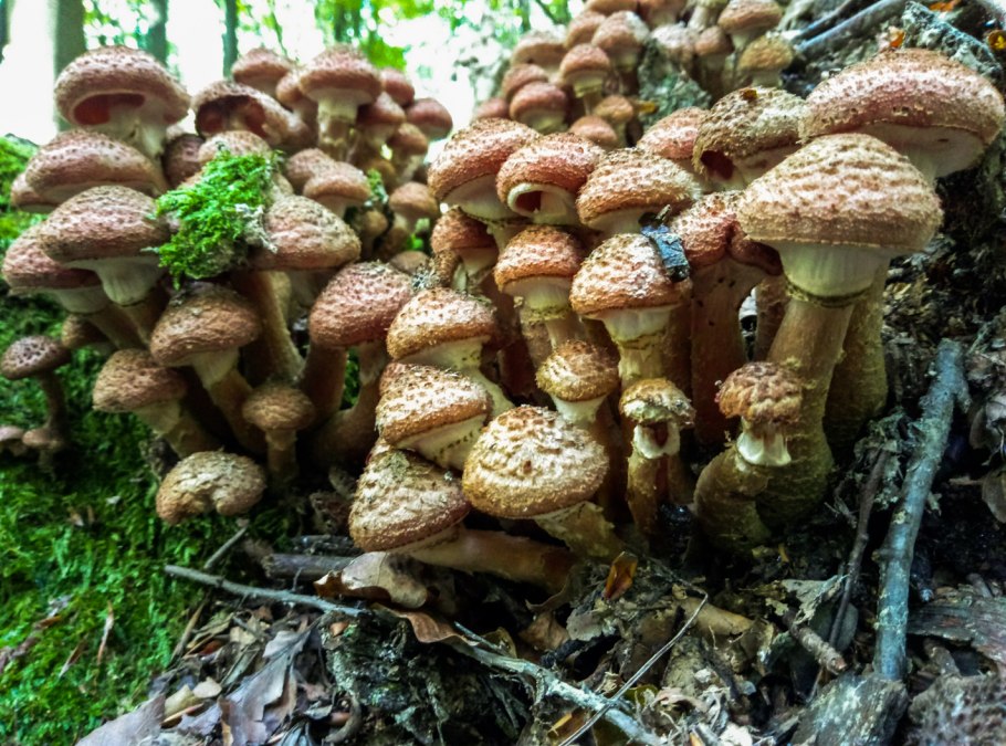 Опята грибы