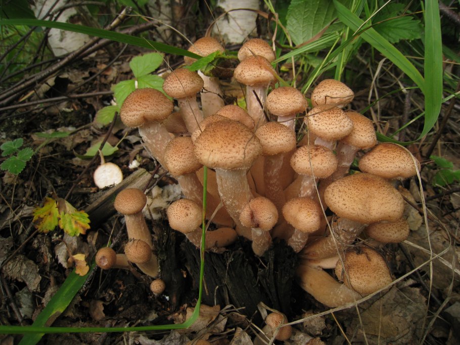 Пеньковые опята съедобные