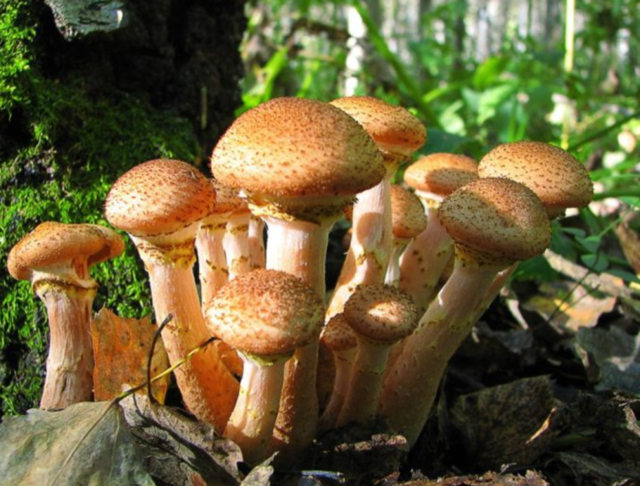 Галика опенок осенний