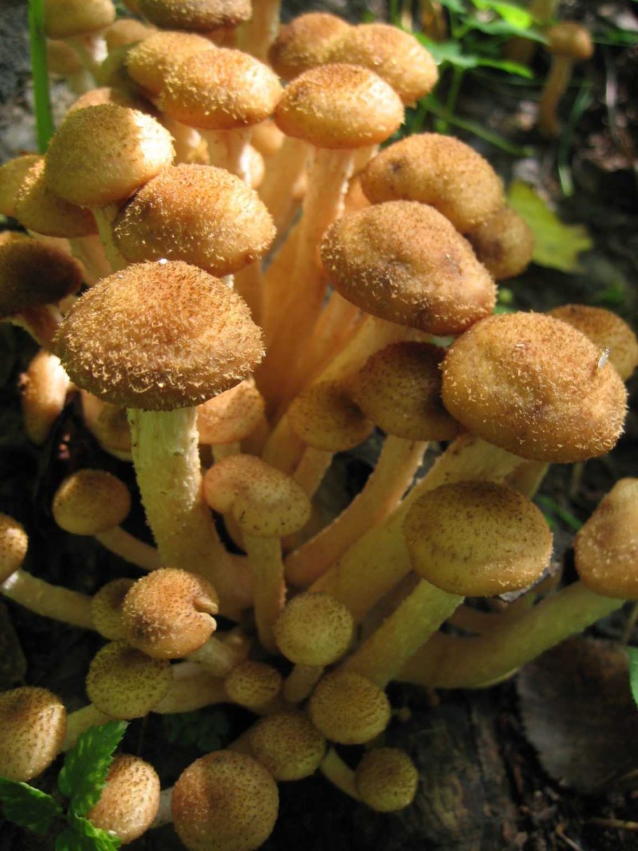 Летний опенок Kuehneromyces mutabilis