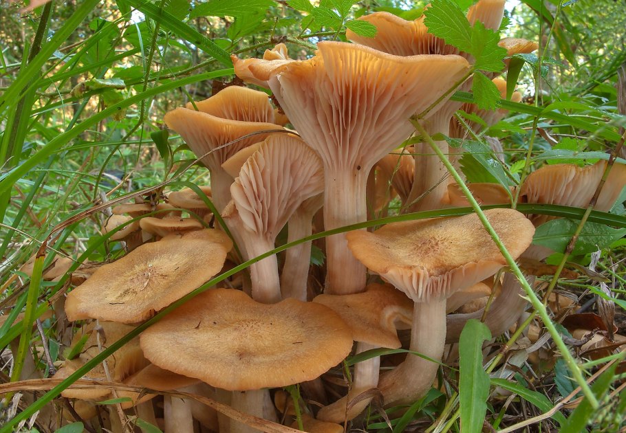 Опенок ссыхающийся Armillaria tabescens