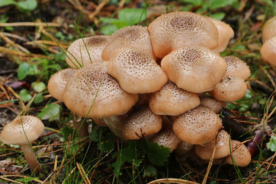 Опенок осенний (Armillaria mellea; Armillaria Borealis