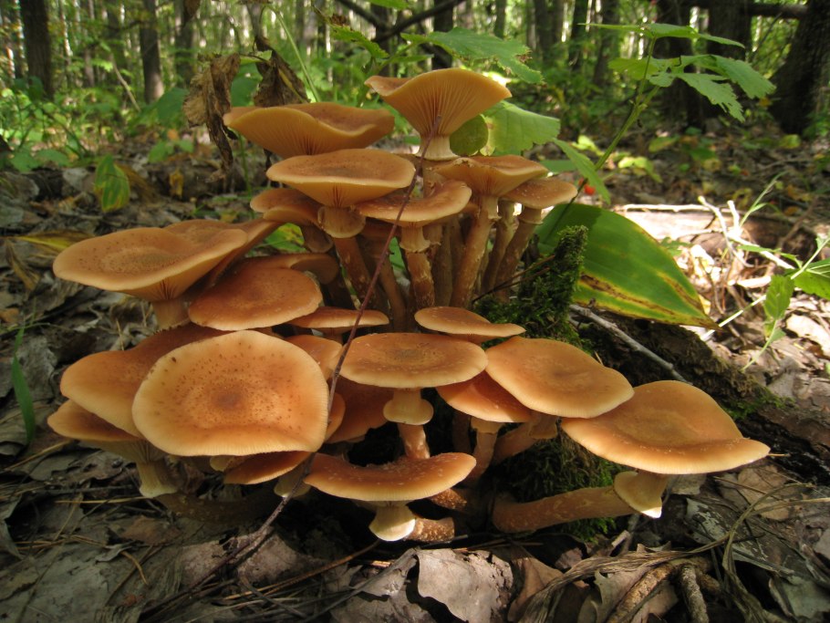 Опята грибы