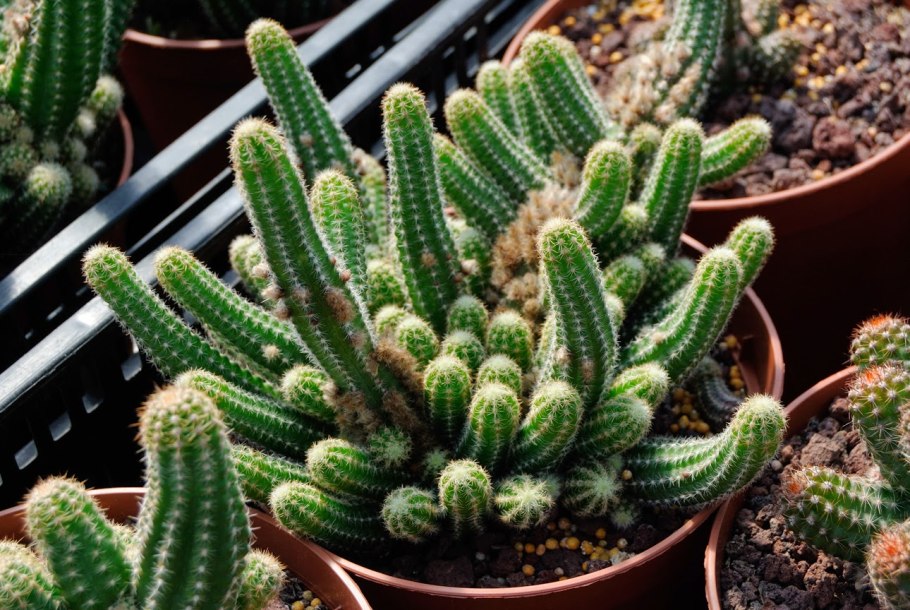 Кактус Cereus peruvianus