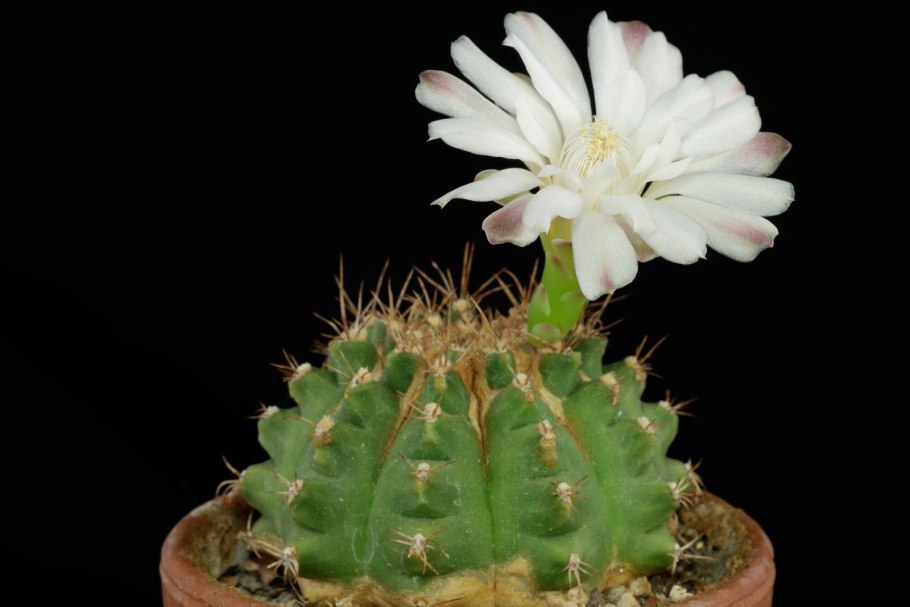 Суккуленты Marginatocereus cristata