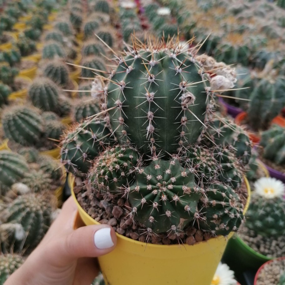 Echinocereus russanthus