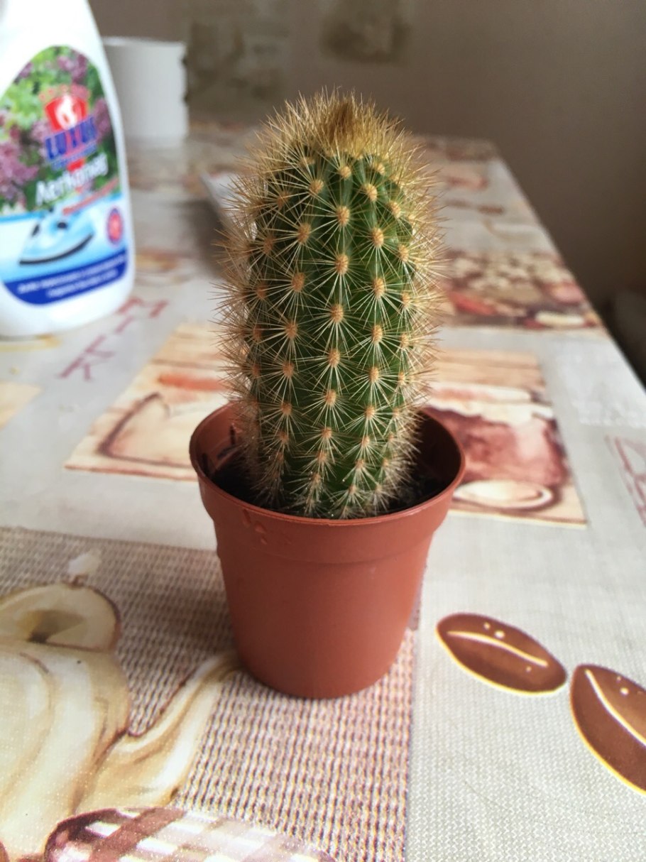 Кактус Pilosocereus pachycladus