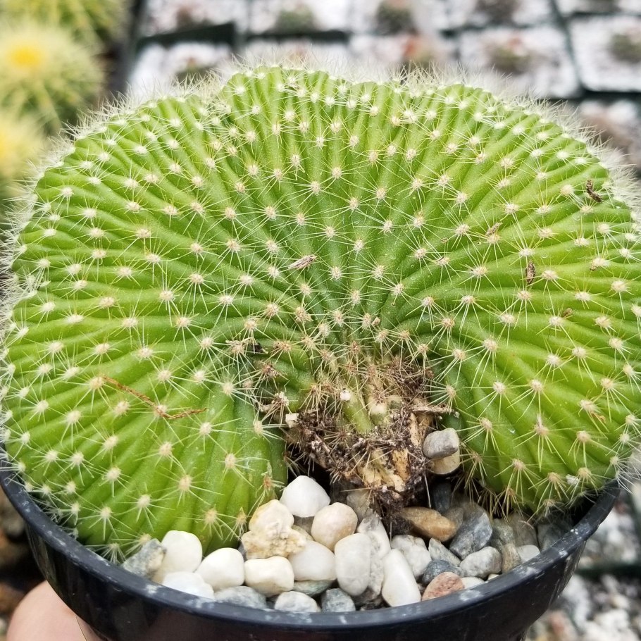 Ferocactus emoryi