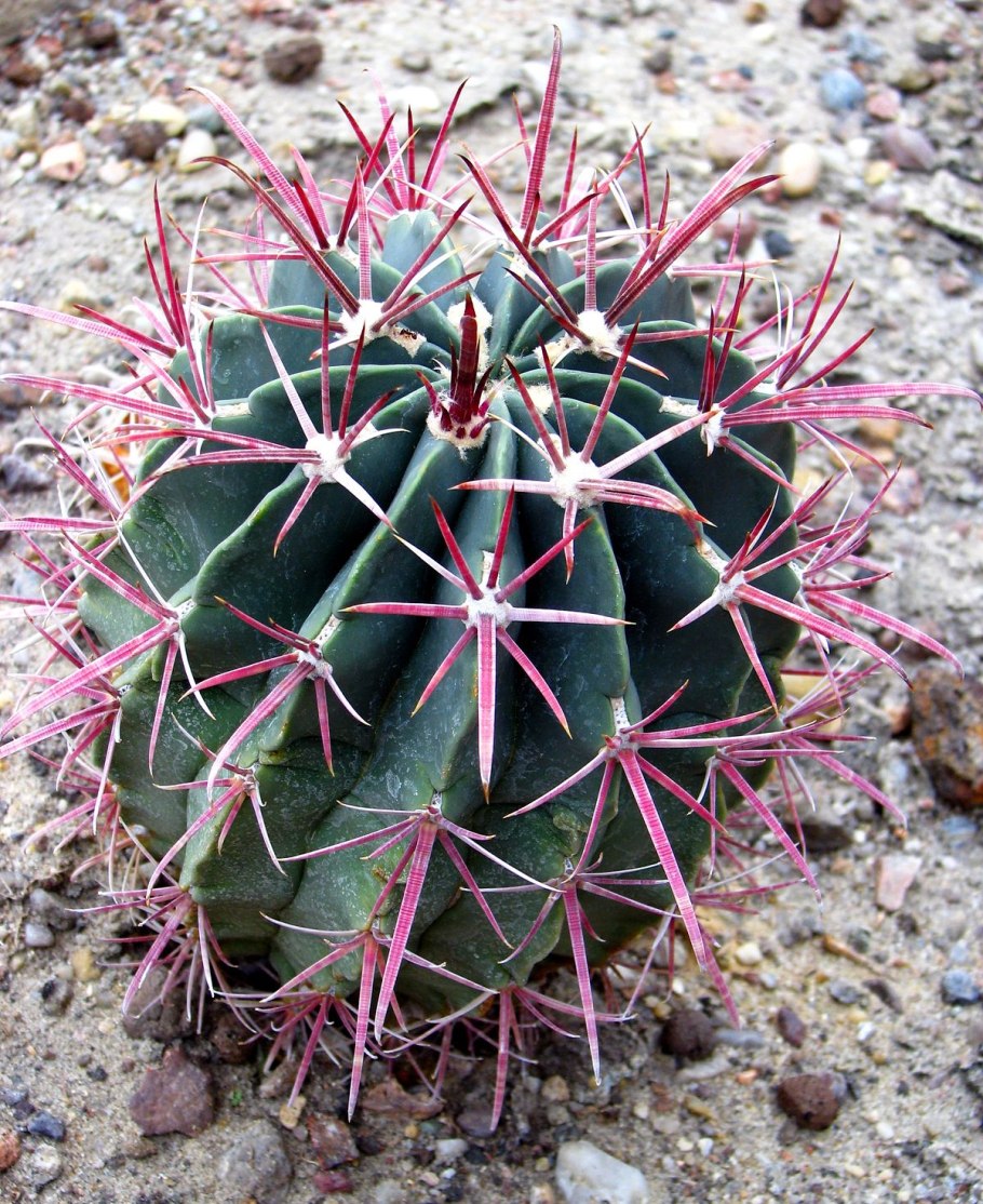 Плоды кактуса цереуса Cipocereus bradei