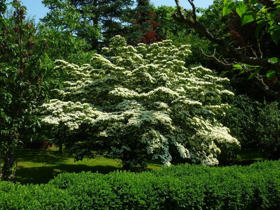 Дерен Коуза (Cornus Kousa chinensis p9)