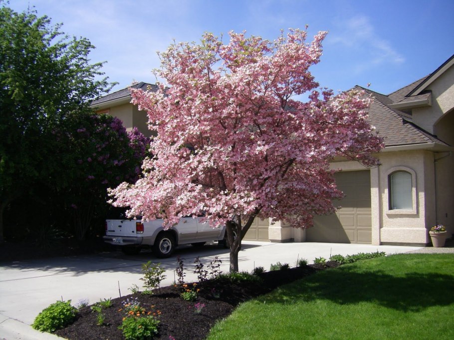 Корнус Флорида кустарник