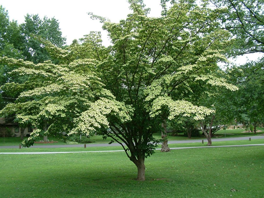Cornus Kousa chinensis