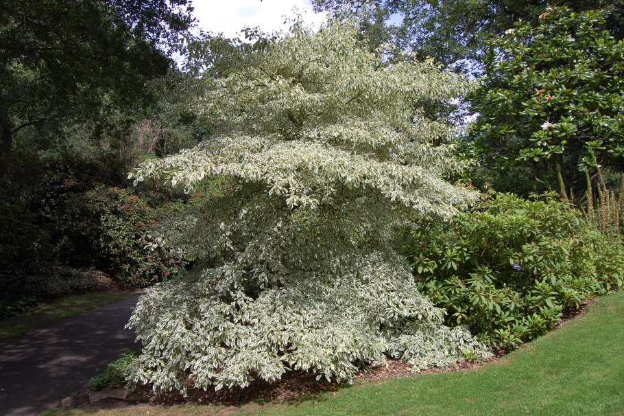 Дерен спорный Cornus controversa