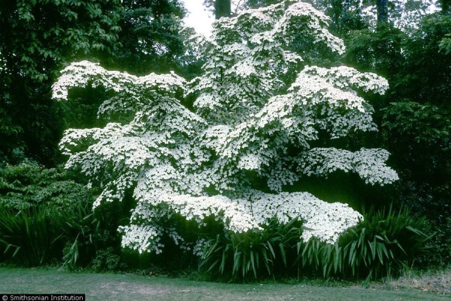 Дерен Коуза китайский