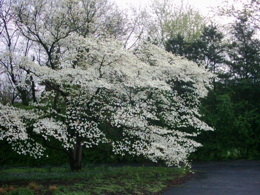 Кизил Цветущий (Cornus Florida)