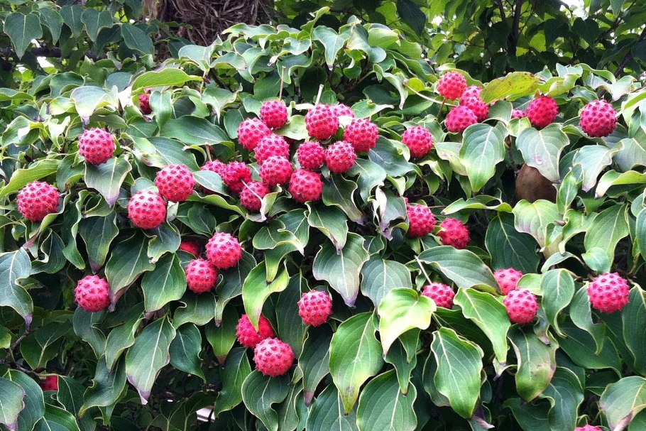 Дерен (Cornus Kousa chinensis)