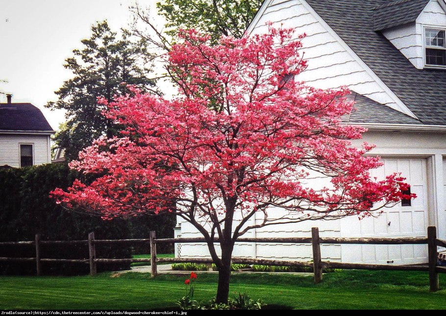 Dogwood дерево