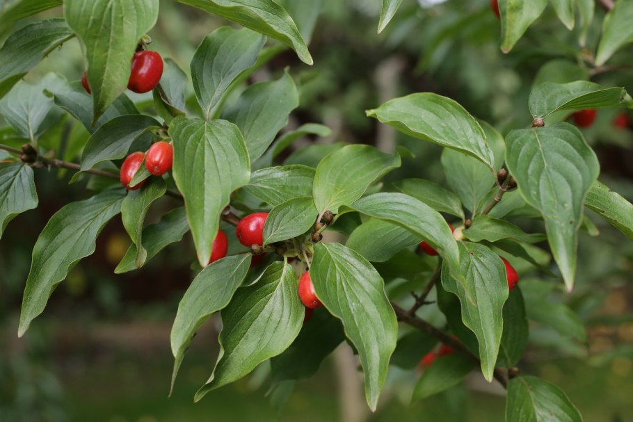 Кизил обыкновенный (Cornus mas)
