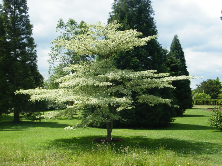 Дерен спорный Cornus controversa