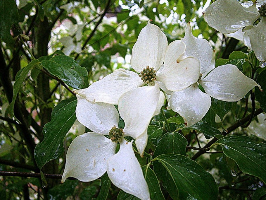 Кизил Dogwood
