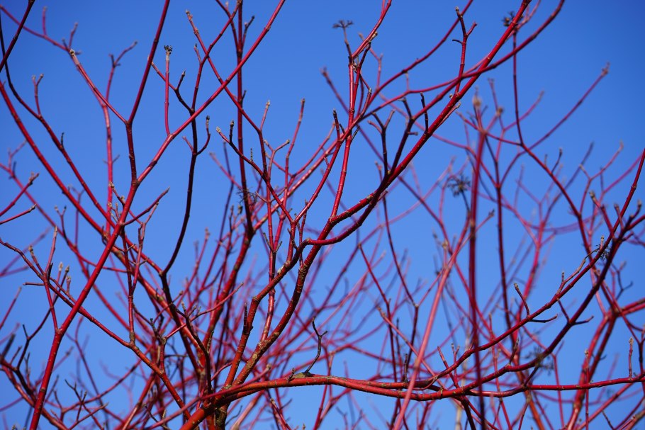 Cornus sanguinea дерево