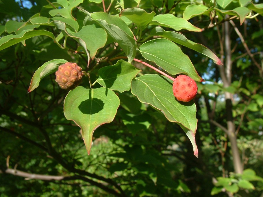Cornus Kousa chinensis