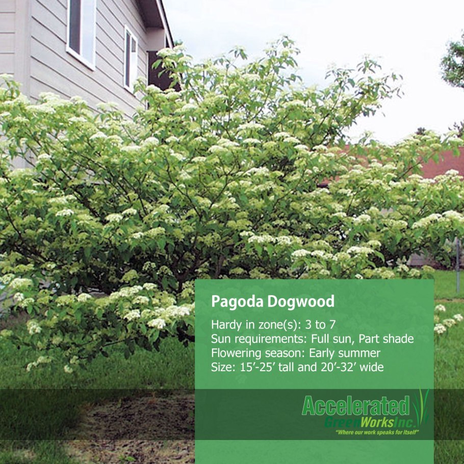 Дерен альтернифолия