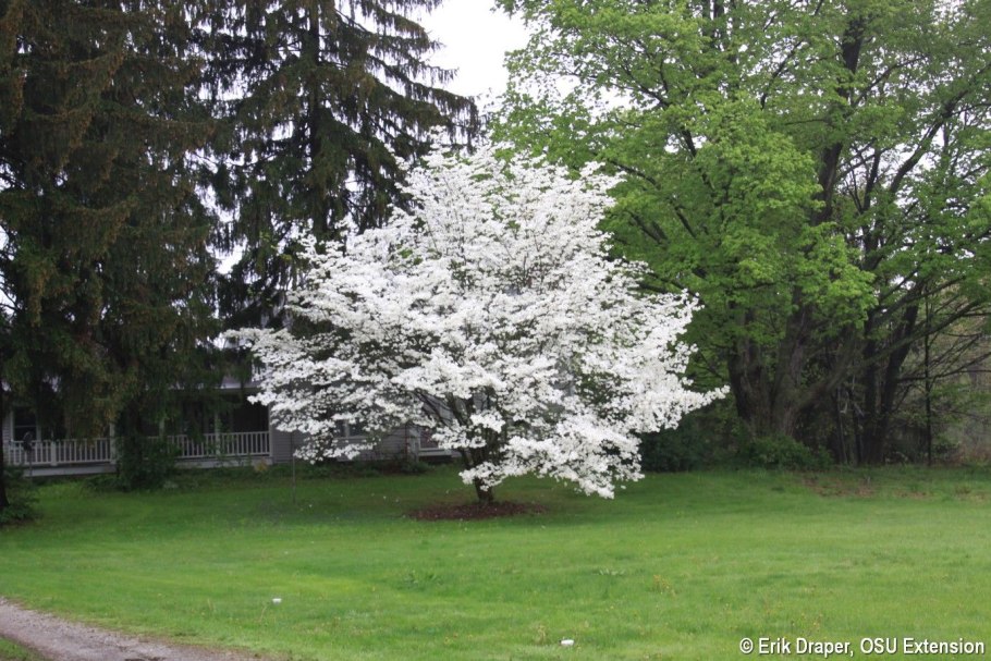 Корнус Флорида